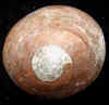 halfsnail-10.jpg (367164 bytes)