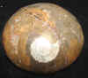 halfsnail-19.jpg (363707 bytes)